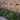 Bamboo Solar Path Light 8.5*58 - Magasins Hart | Hart Stores