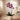 Purple Artificial Orchid in Decorative Pot - Magasins Hart | Hart Stores