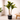 Lauren Taylor - Artificial Dracanea Tree in Black Pot - Magasins Hart | Hart Stores