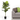 Fiddle Leaf Fig Tree - Magasins Hart | Hart Stores