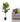 Fiddle Leaf Fig Tree - Magasins Hart | Hart Stores