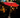 Lauren Taylor - Solar LED Parasol Light - Magasins Hart | Hart Stores