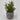 Lauren Taylor - Artificial Succulents in Grey Cement Pots 7" - Magasins Hart | Hart Stores