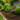 Telescopic Five-Tine Garden Rake – Adjustable Cultivating and Soil Preparation Tool - Magasins Hart | Hart Stores