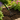 Three-Tine Hand Cultivator – Two-Tone Garden Rake with Short Handle - Magasins Hart | Hart Stores