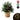 55 cm Battery-Operated Pre-Lit Potted Mixed Pine Arrangement with Timer - Magasins Hart | Hart Stores
