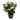 Artificial Decorative Plant in Black Pot