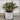 Artificial Lamb's Ear in White Marble Ceramic Pot - Magasins Hart | Hart Stores