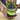 Avocado Cuber