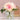 Blush Pink Peonies 7.5x8.26x7.5in - Magasins Hart | Hart Stores
