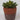 Lauren Taylor - Succulente artificielle dans un pot en terre cuite - Magasins Hart | Hart Stores