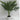 Palm Leave Plant in white Pot - Magasins Hart | Hart Stores