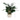 Plant In Chevron Cement Pot 15*46 - Magasins Hart | Hart Stores