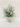 snow tree