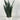 Snake Plant in White Ceramic Pot - Magasins Hart | Hart Stores
