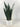 Snake Plant in White Ceramic Pot - Magasins Hart | Hart Stores